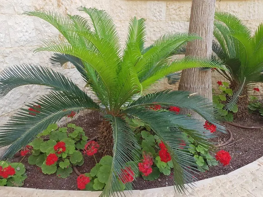 Top Luxury De Golf Exclusive Resort Apt With Pool Sauna Jim Eilat Daire